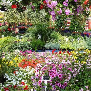 Marche Jean Talon best things to do in montreal