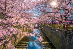 best time to visit tokyo cherry blossom season best time to visit tokyo cherry blossom season