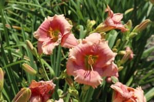 botanical garden montreal