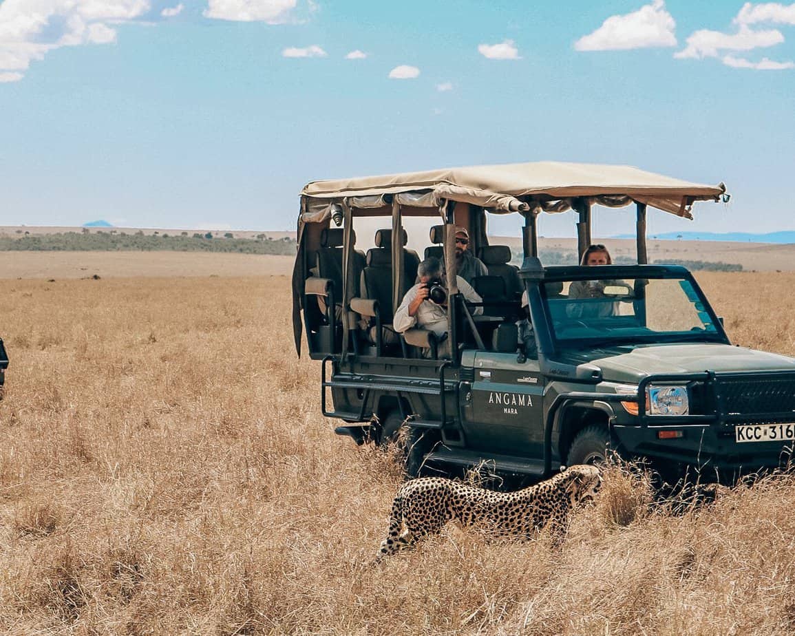 cheetah spotting safari masai marai
