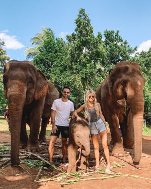 patara elephant farm chiang mai